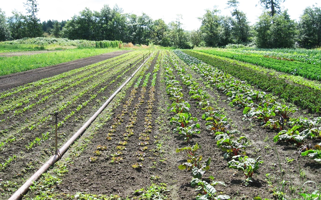 PRAMPARAGAT KRISHI VIKAS YOJANA
