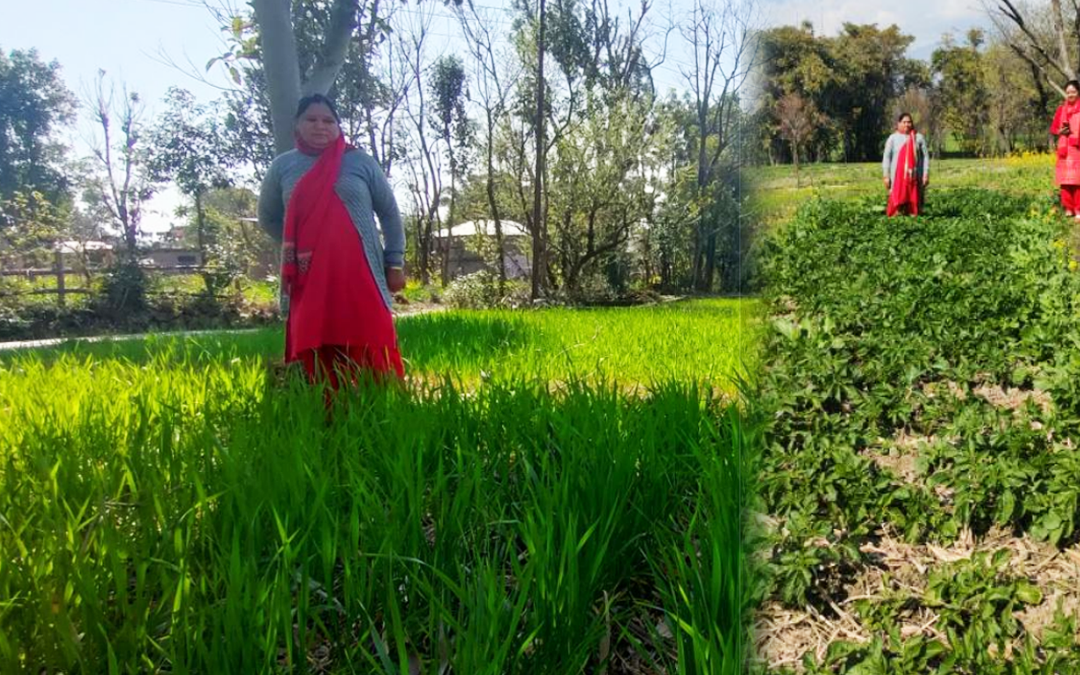 राष्ट्रीय खाद्य सुरक्षा एवं पोषण मिशन