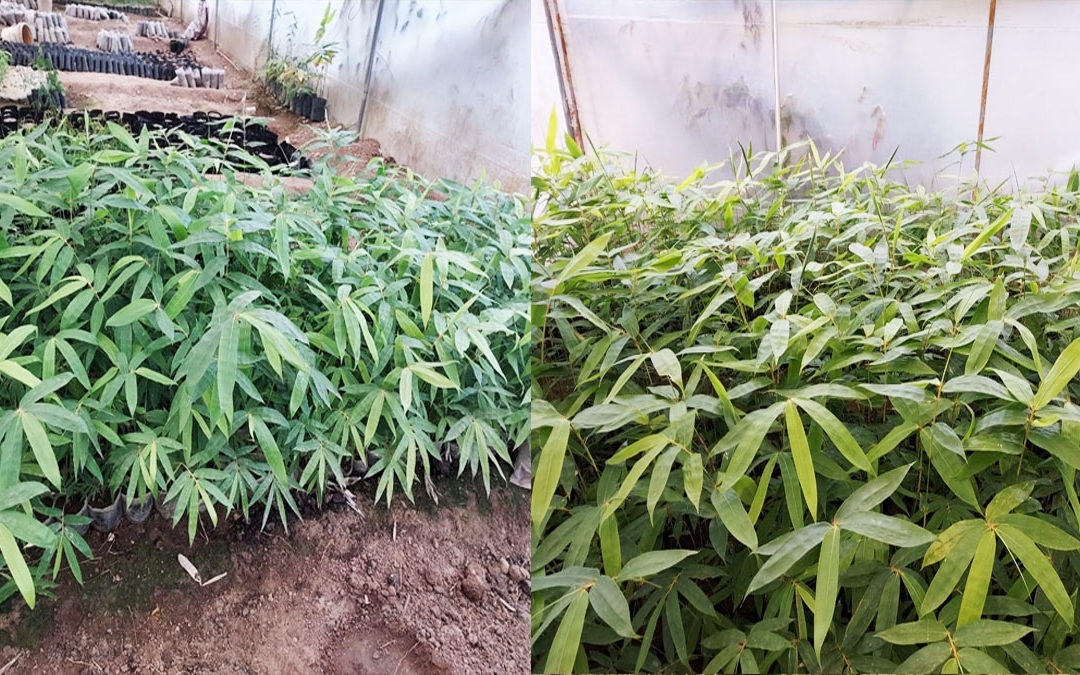 राष्ट्रीय बांस मिशन