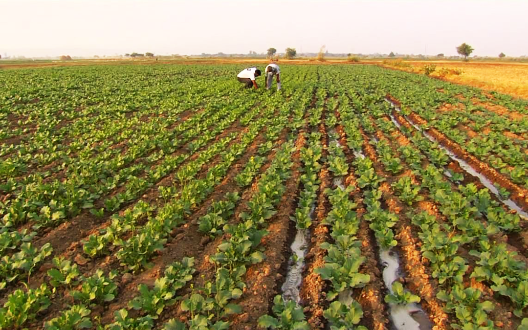 राष्ट्रीय कृषि विकास योजना
