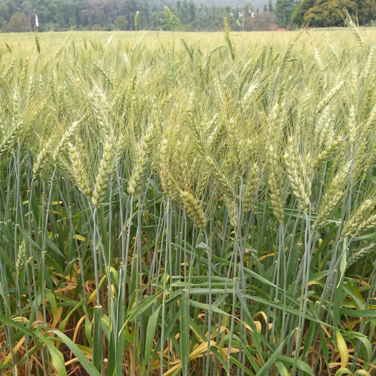 about-us-image himachal agriculture