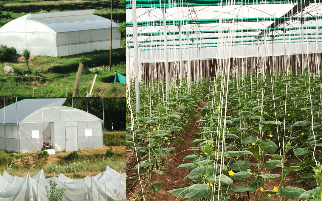 SUB MISSION ON SEED AND PLANTING MATERIAL