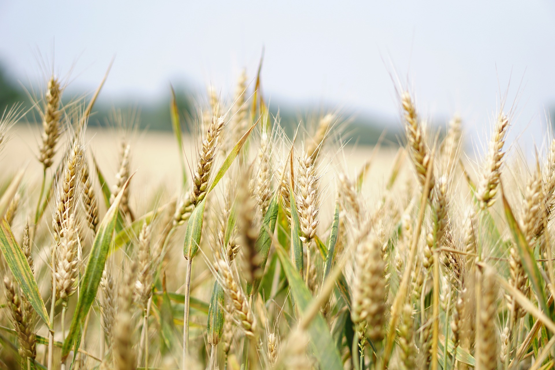 Crop