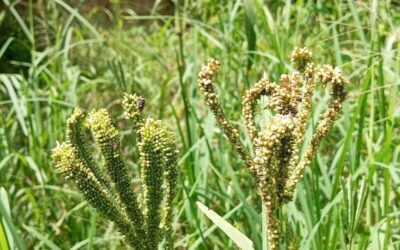 Finger Millet