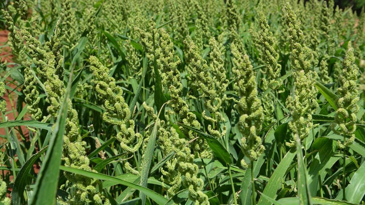 Barnyard Millet Field