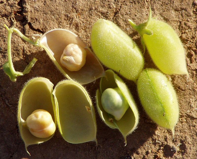 Chickpea_pods
