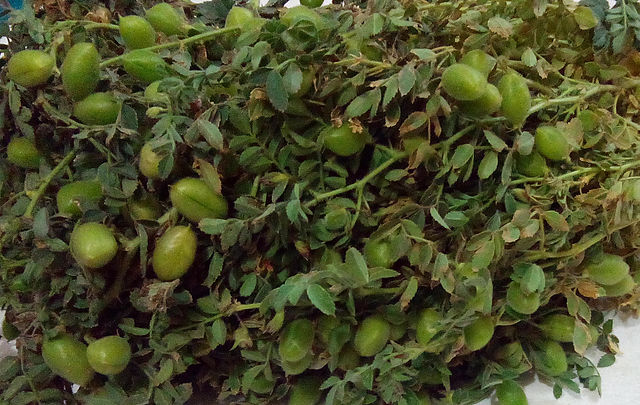 Chickpeas_Plant