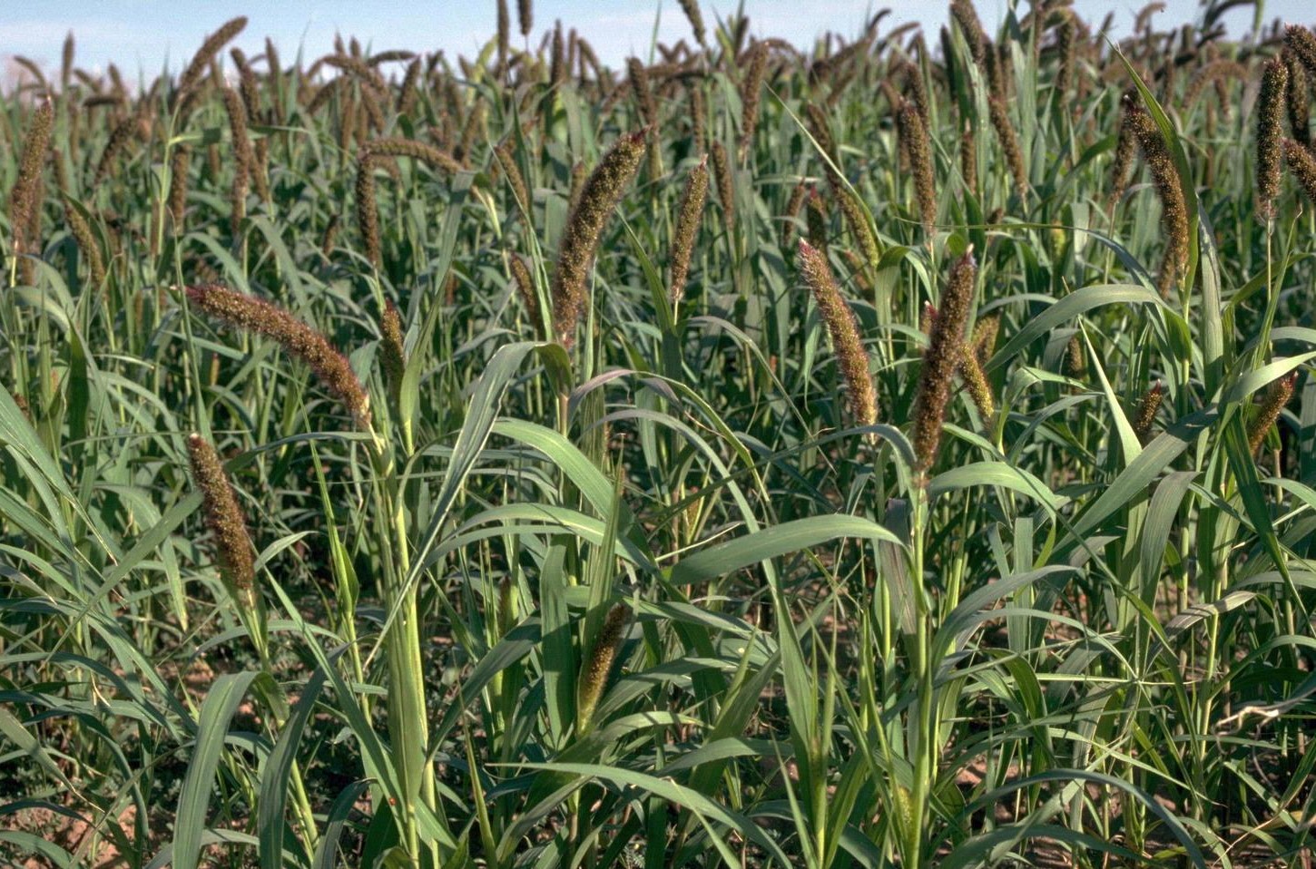 Foxtail