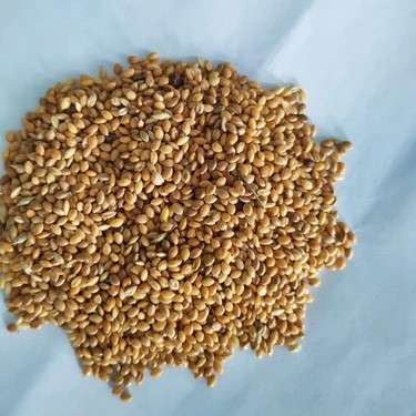 Foxtail millet Seed
