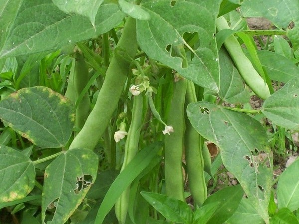 Kidney-Beans-Farming1