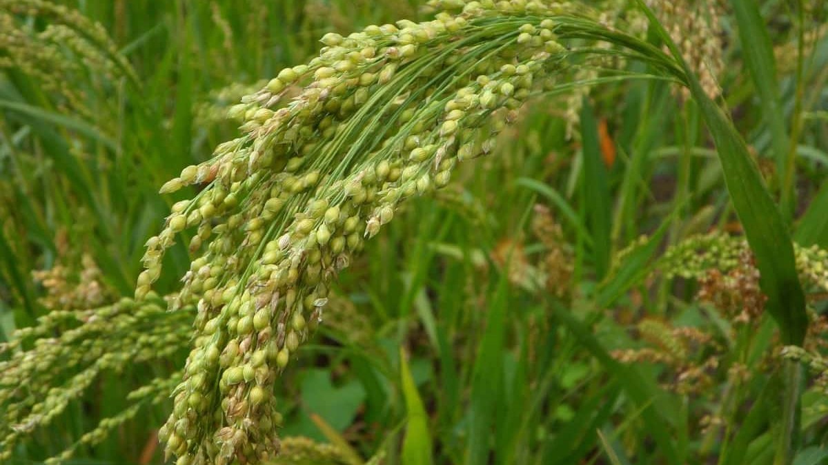 Little Millet Crop