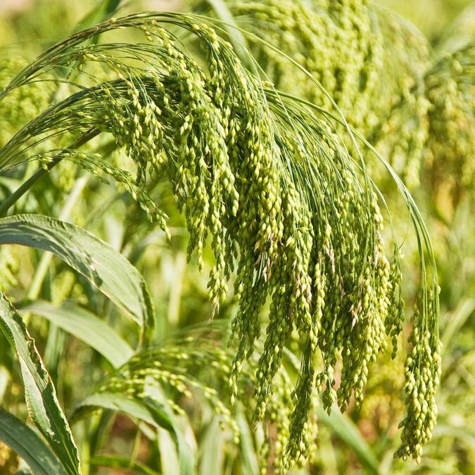 Little Millet Crops