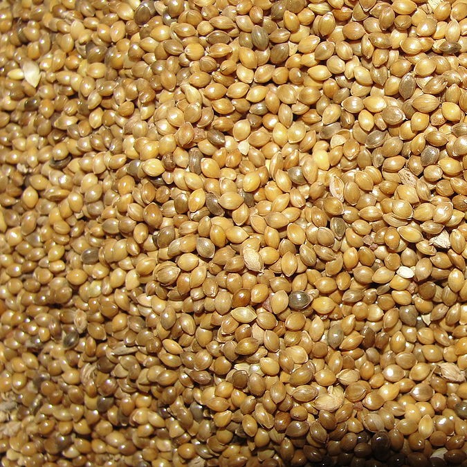Little Millet Seed