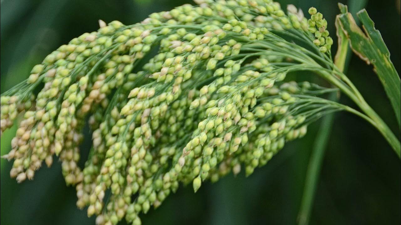 Proso Millet Crop
