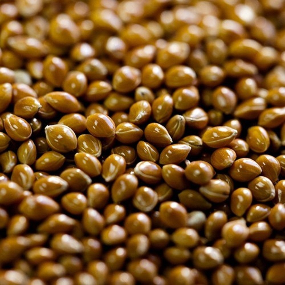 Proso Millet Seed