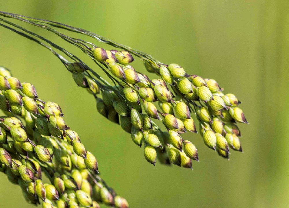Proso Millet
