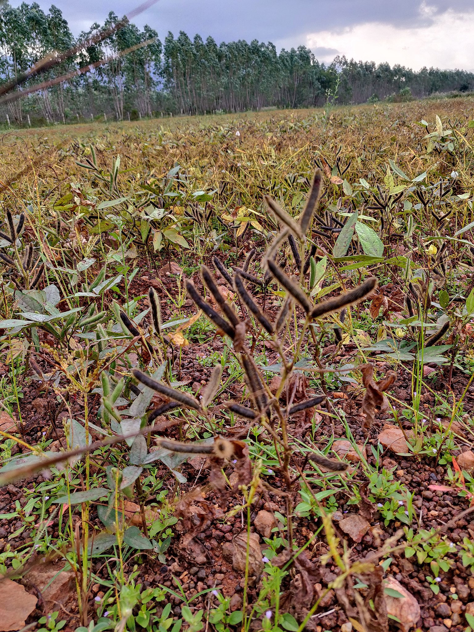 Urad_dal_plant