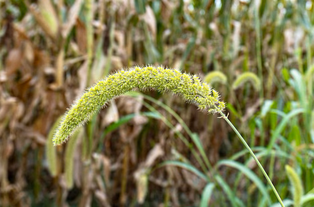 foxtail