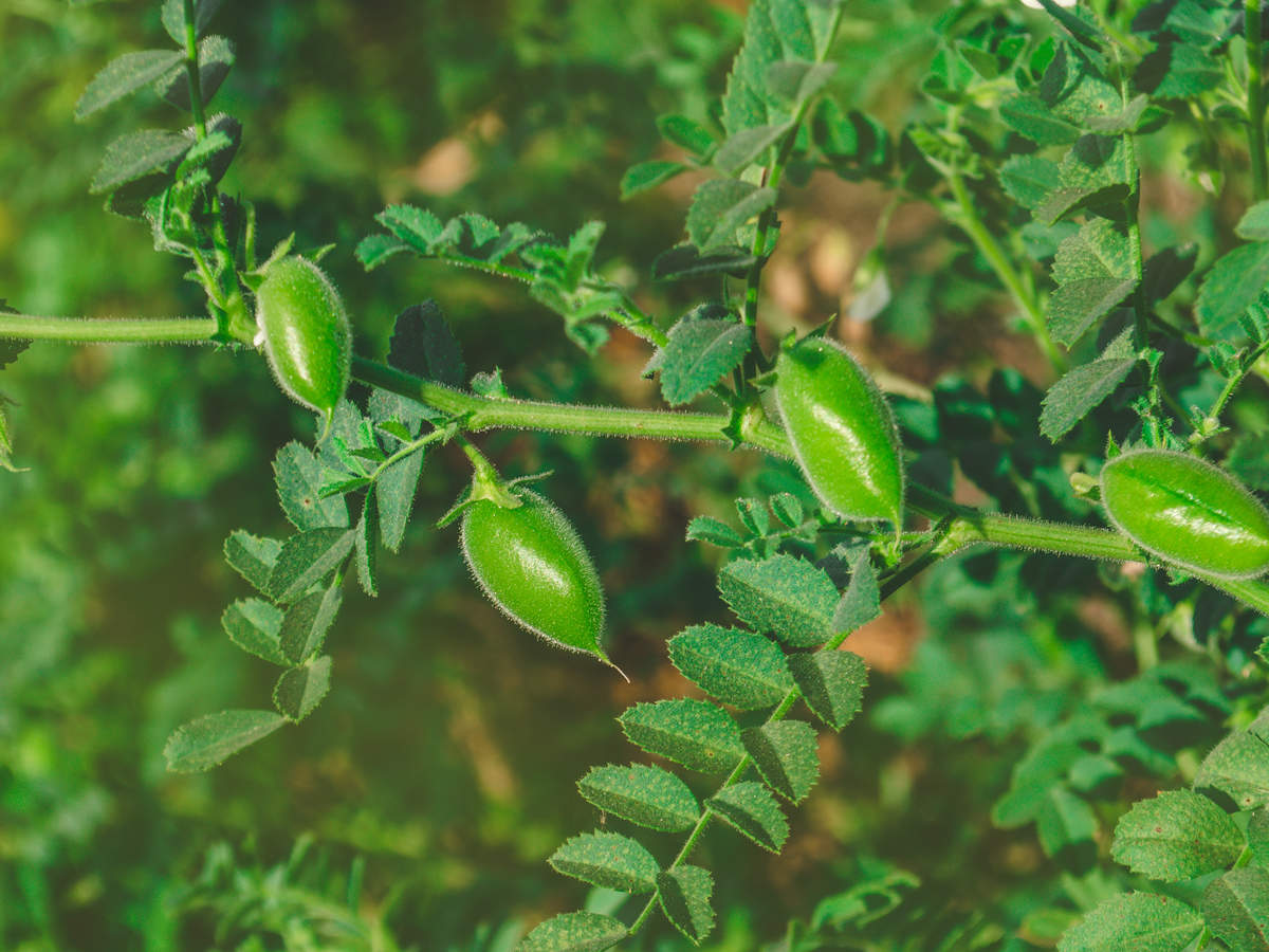 greenchickpeas