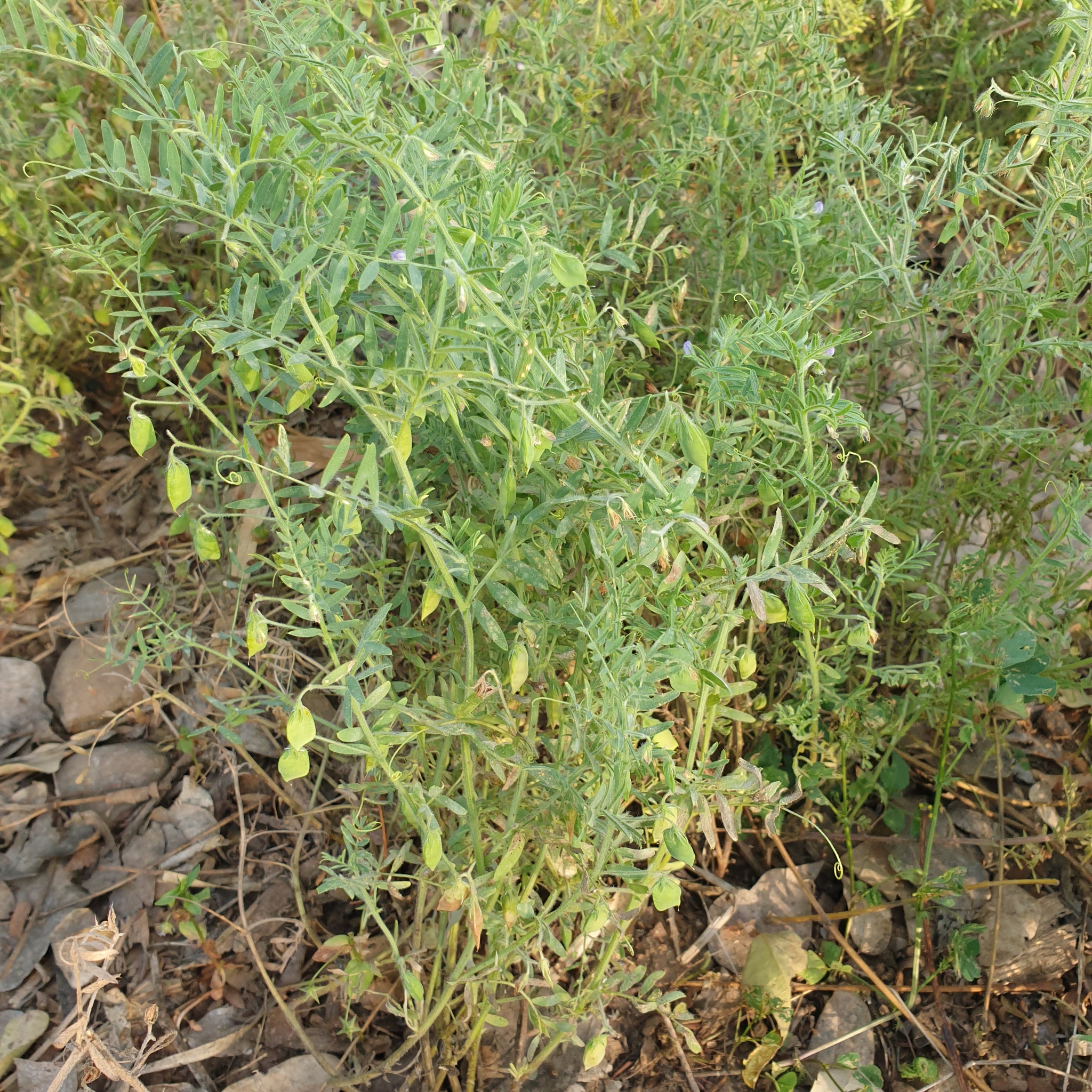 masur plant