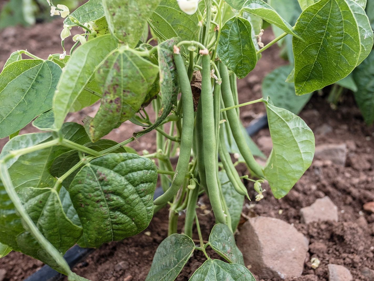 rajmash beans